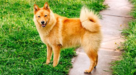 Awesome Dogs With Curly Tails