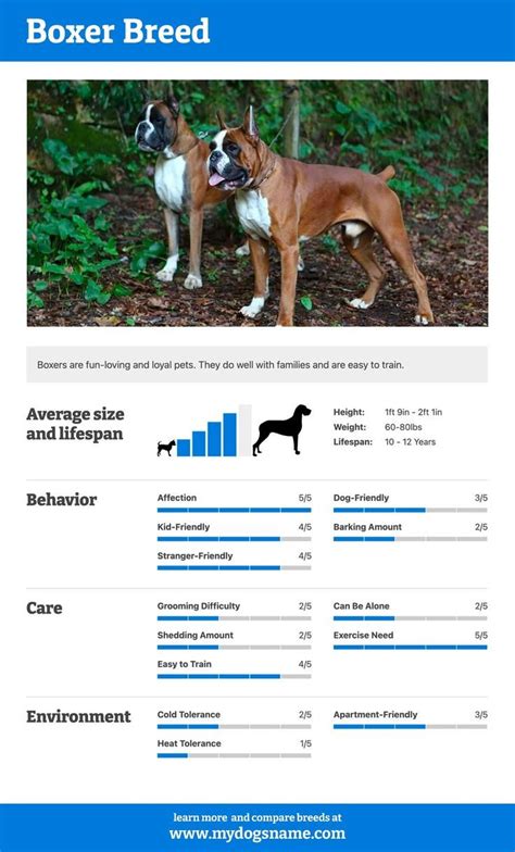 Awesome Facts About Boxer Dogs