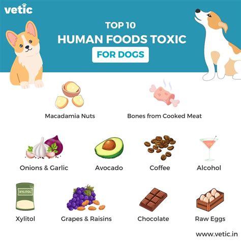 Awesome Food Not For Dogs