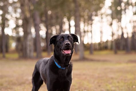 Awesome German Shepherd Labrador Mix