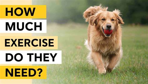 Awesome Golden Retriever Exercise