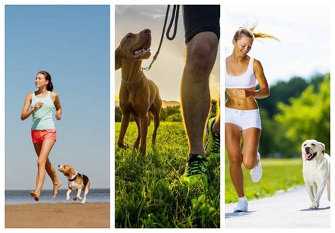 Awesome Good Dogs Guide To Running