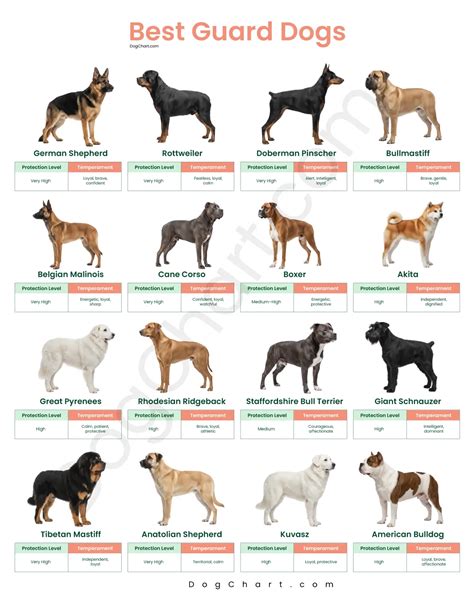 Awesome Good Family Guard Dogs