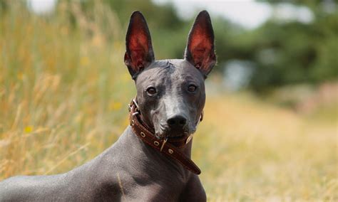 Awesome Hairless Dogs