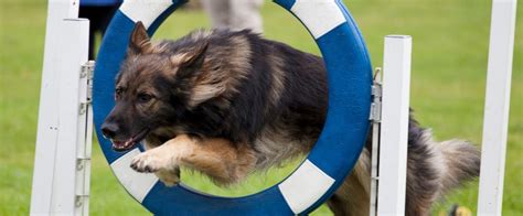 Awesome How To Get Your Dog Started In Agility