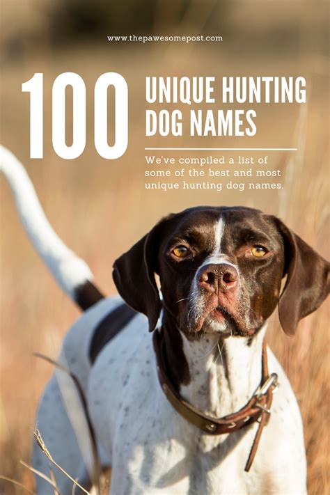 Awesome Hunting Dog Names