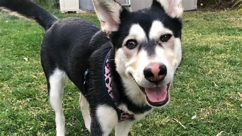 Awesome Husky Labrador Mix