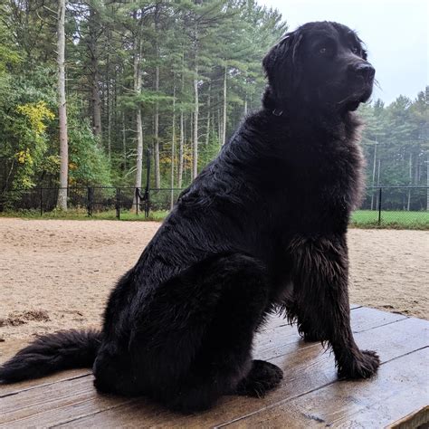 Awesome Lab Newfoundland Mix