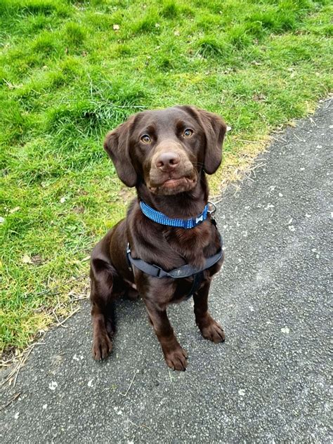Awesome Labrador Cocker Spaniel Cross