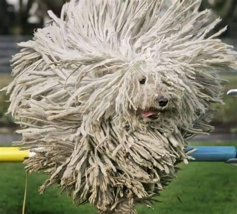 Awesome Mop Dogs