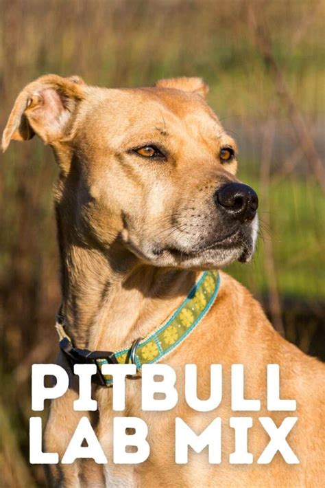 Awesome Pitbull Lab Mix