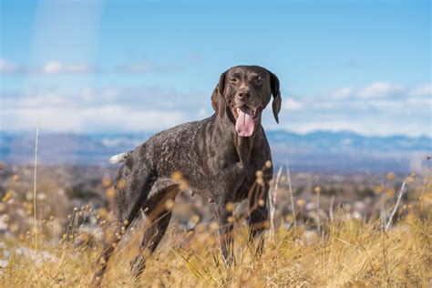 Awesome Pointer Dogs Everything Need Know Breed