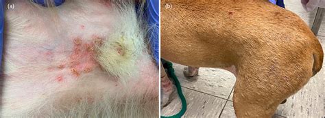 Awesome Pyoderma In Puppies