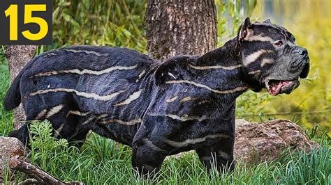 Awesome Rare Breed Dogs