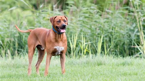 Awesome Rhodesian Ridgeback Cross Labrador