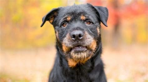 Awesome Rottweiler Cross