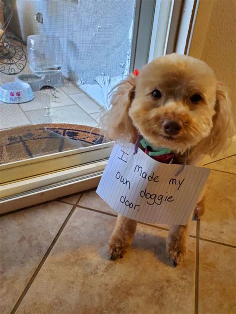 Awesome Shaming Pets