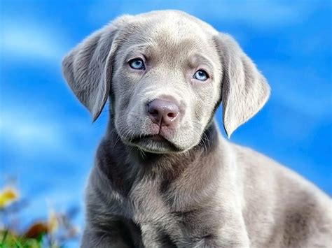Awesome Silver Labrador