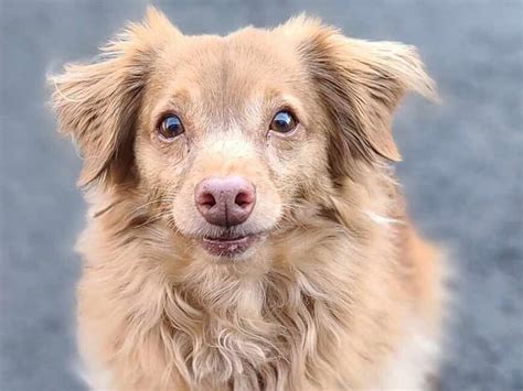 Awesome Small Dogs Mix Breeds