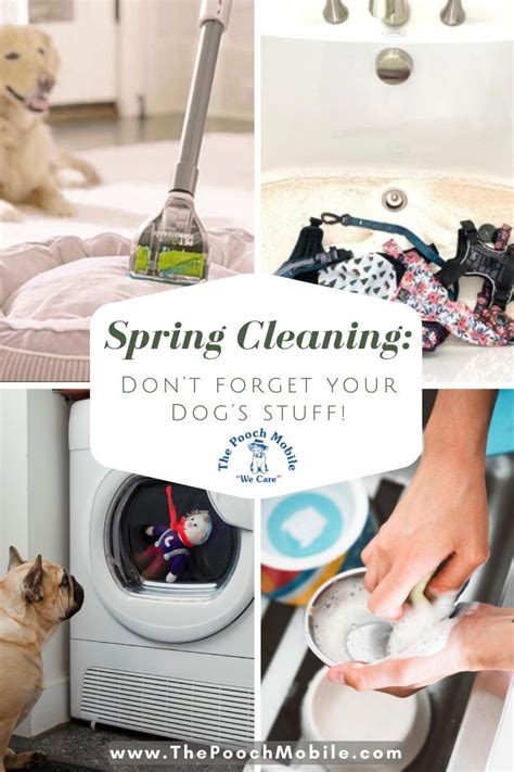 Awesome Spring Cleaning Your Dog