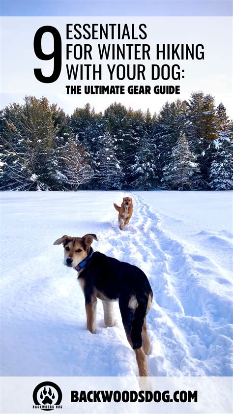 Awesome Ultimate Guide To Surviving Winter With Dogs