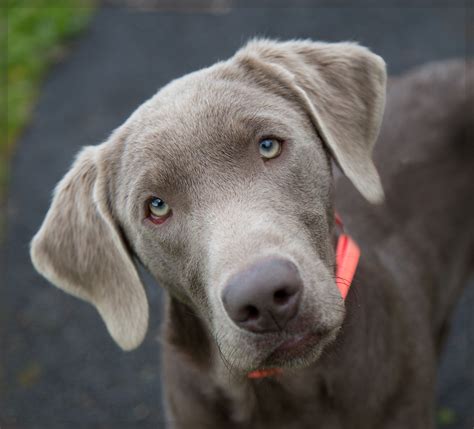 Awesome Weimaraner Mix Lab