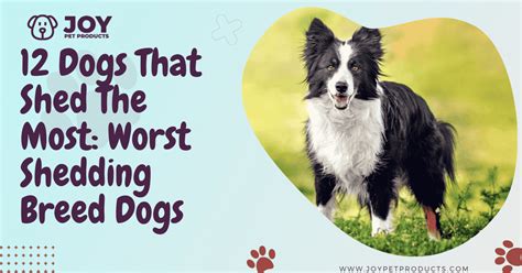 Awesome Worst Shedding Dogs
