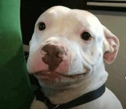 Awkward Dog Meme