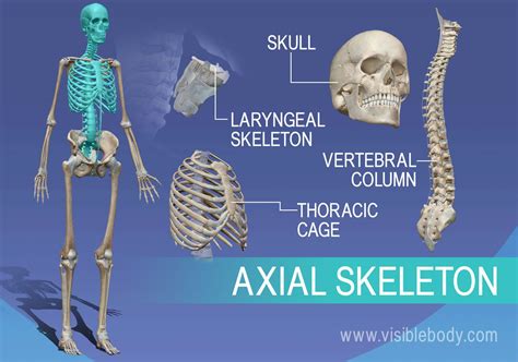 The axial skeleton. Axial skeleton, Human anatomy, Anatomy and physiology