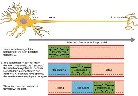 The Nervous System