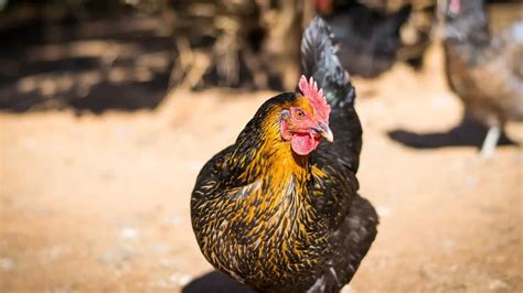 Cara Perawatan Ternak Ayam KUB