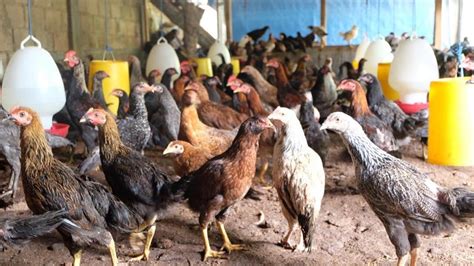 Ayam Kampung, Harga Pasaran dan Pengetahuan Lengkapnya