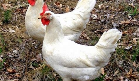 Ayam Petelur Putih Mampu Bertelur Sampai Setiap Tahun
