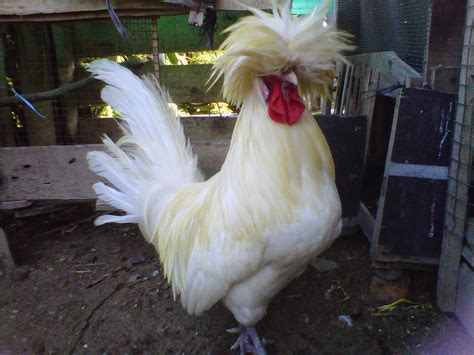 Ayam Polandia Lokal