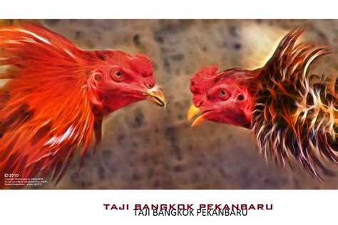 Ternak Ayam Bangkok Bertarung: Budaya Unik dalam Olahraga Tradisional di Indonesia