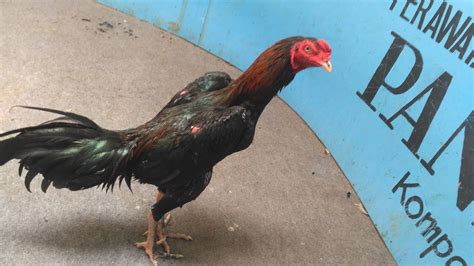 Ayam Bangkok Bertarung di Indonesia