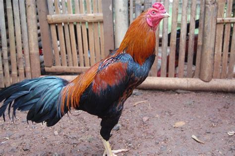 Ayam Bangkok Berukuran Kecil atau Besar
