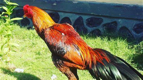 Ayam Bangkok Merah Indonesia