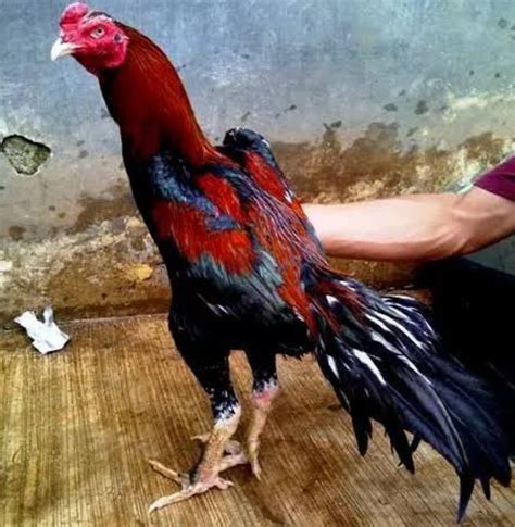 Ayam Bangkok Super Pukul Mati Lawan Birma