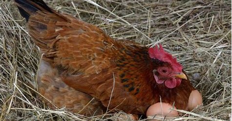 Ayam Bertelur Berapa Hari di Indonesia