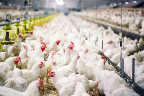 Ayam Broiler