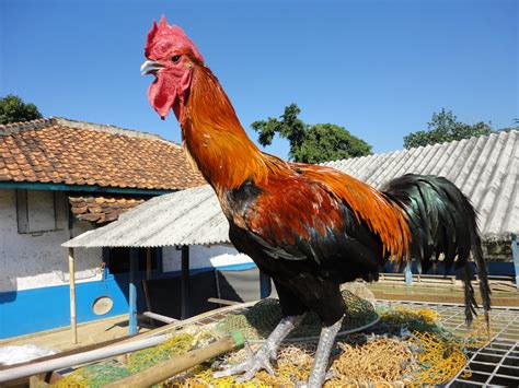 Ayam Jantan Hebat