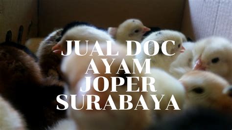 Ayam Joper Surabaya