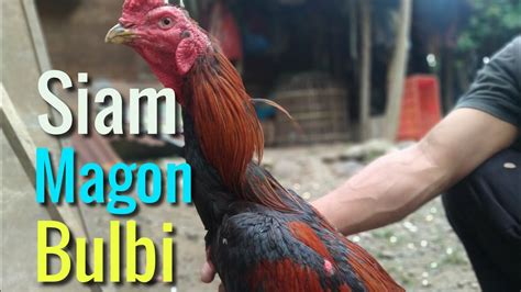 Ayam Magon Indonesia