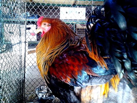 Ayam Ornamental: Keindahan dan Kekayaan Budaya Indonesia