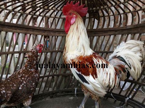 Ayam Ornamental: Keunikan, Kelebihan, dan Kekurangan yang Perlu Diketahui