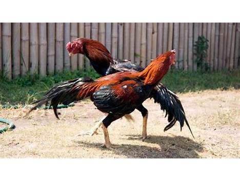 Ayam Petarung Indonesia