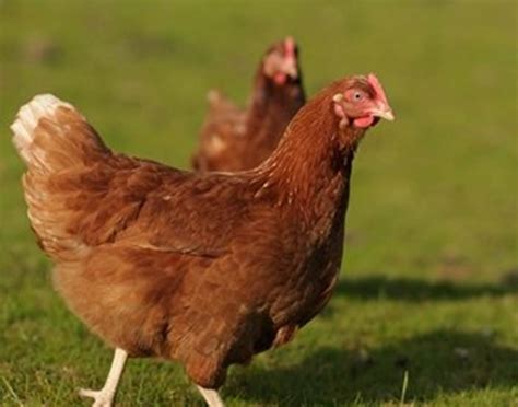Logo Ayam Petelur di Indonesia: Mengenal Ternak yang Menyediakan Telur Berkualitas