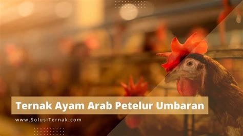 Ayam Petelur Umbaran Arab Indonesia