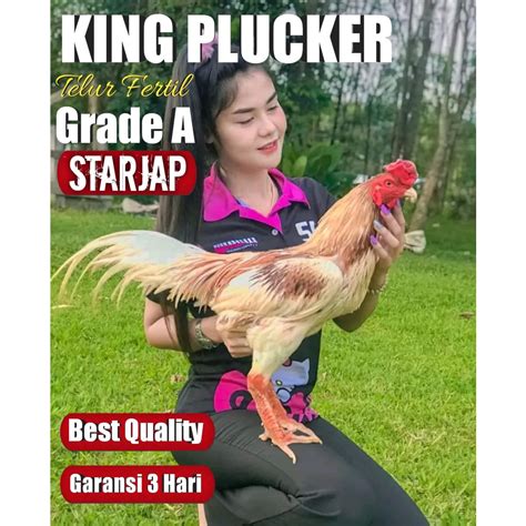 Ayam Plucker Betina in Indonesia